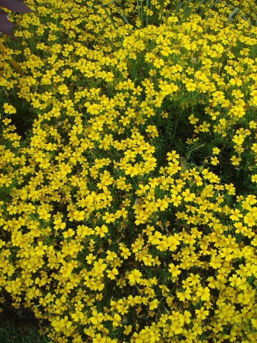 Tagetes signata pumilla 'Lulu'